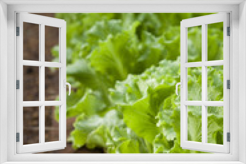 Fototapeta Naklejka Na Ścianę Okno 3D - Lettuce in home garden