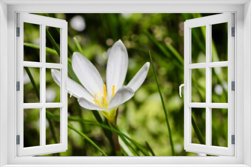 Fototapeta Naklejka Na Ścianę Okno 3D - Zethyranthes,  white rain lily blooming in January to welcome the new year