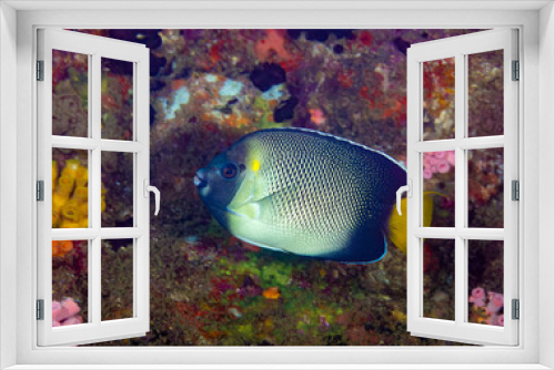 Fototapeta Naklejka Na Ścianę Okno 3D - Yellow-tail butterflyfish