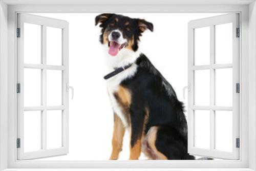 Fototapeta Naklejka Na Ścianę Okno 3D - Border collie, pet and portrait of dog in studio, white background or mockup space. Happy dogs, loyalty and pets sitting on studio background for attention, playing or puppy training of smart animals