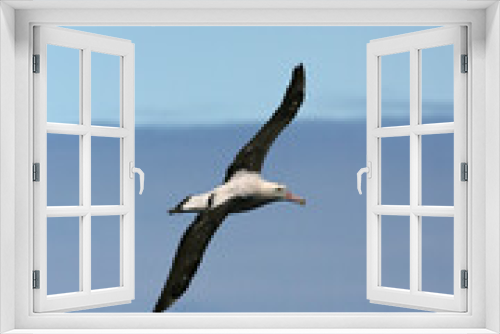 Fototapeta Naklejka Na Ścianę Okno 3D - Tristanalbatros, Tristan Albatros, Diomedea dabbenena