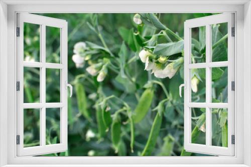 Fototapeta Naklejka Na Ścianę Okno 3D - close-up of blooming garden pea in the vegetable garden
