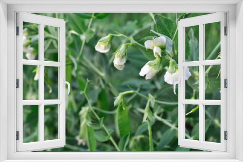 Fototapeta Naklejka Na Ścianę Okno 3D - close-up of blooming garden pea in the vegetable garden