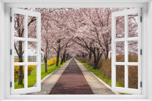 Fototapeta Naklejka Na Ścianę Okno 3D - Spring pink cherry blossom tree and walk path at Daejeo Eco Park, Busan South Korea