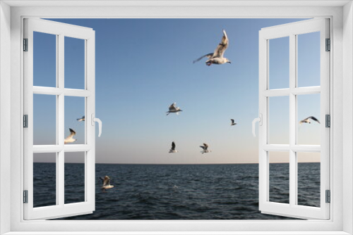 Fototapeta Naklejka Na Ścianę Okno 3D - flying seagulls against the background of the sky and the sea 