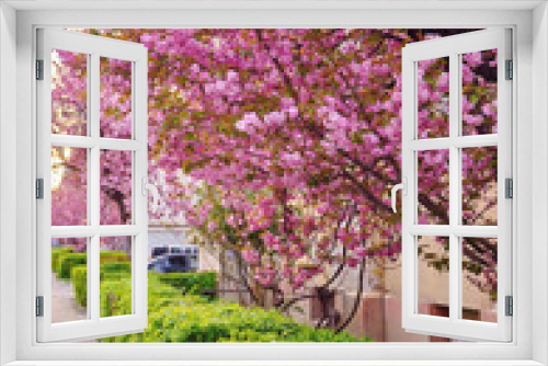 Fototapeta Naklejka Na Ścianę Okno 3D - Amazing pink cherry blossoms on the Sakura tree in a blue sky.