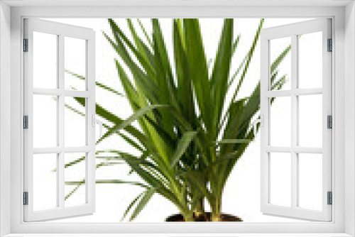 Fototapeta Naklejka Na Ścianę Okno 3D - Cut out yuca plant in a pot, home decoration isolated