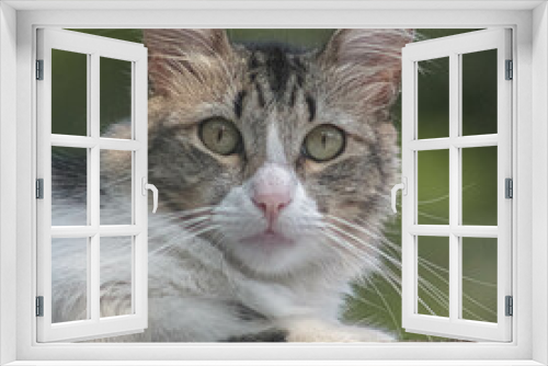 Fototapeta Naklejka Na Ścianę Okno 3D - La mirada de un gato