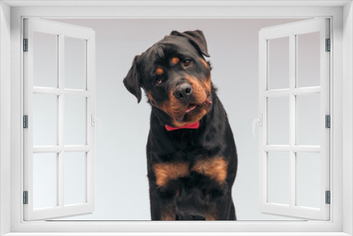 Fototapeta Naklejka Na Ścianę Okno 3D - Rottweiler dog looking away, panting and feeling gloomy