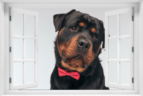 Fototapeta Naklejka Na Ścianę Okno 3D - Rottweiler dog looking away and feeling gloomy