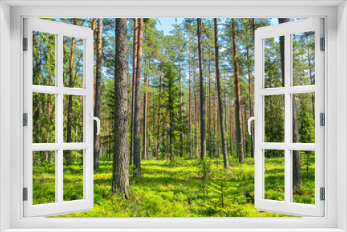 Fototapeta Naklejka Na Ścianę Okno 3D - Pine forest view. Estonia