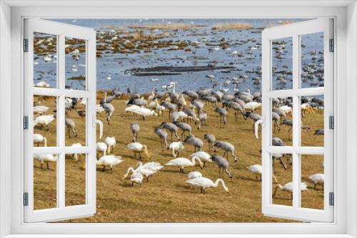 Fototapeta Naklejka Na Ścianę Okno 3D - Whooper swans and cranes on the shore of a lake