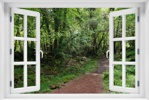 Fototapeta Naklejka Na Ścianę Okno 3D - thick wild forest with path