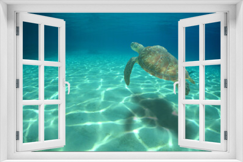 Fototapeta Naklejka Na Ścianę Okno 3D - 
sea ​​turtles in their environment in the crystal clear waters of the caribbean sea