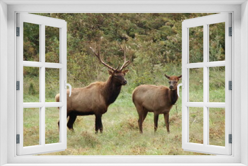 Fototapeta Naklejka Na Ścianę Okno 3D - A Bull And Cow Elk Standing Together In A Field In Kentucky.