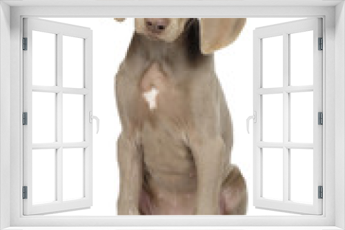 Fototapeta Naklejka Na Ścianę Okno 3D - Full length photo of a young Weimaraner dog