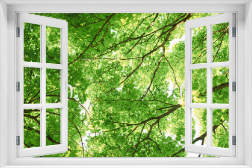 Fototapeta Naklejka Na Ścianę Okno 3D - forest trees. nature green wood sunlight backgrounds.