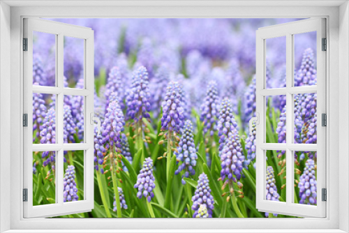 Fototapeta Naklejka Na Ścianę Okno 3D - Purple muscari botryoides