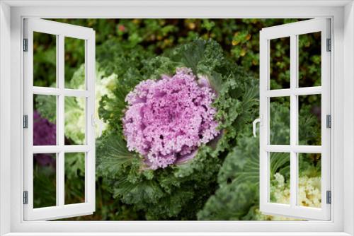 Fototapeta Naklejka Na Ścianę Okno 3D - Decorative cabbage on a flower bed close-up. 