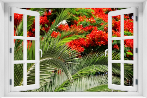 Fototapeta Naklejka Na Ścianę Okno 3D - Palm leaves against red flowers, closeup