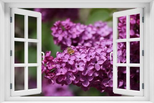 Fototapeta Naklejka Na Ścianę Okno 3D - Purple blooming lilac branch and a bee, Sweden