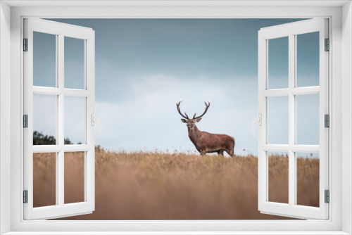 Fototapeta Naklejka Na Ścianę Okno 3D - Wild red deer (cervus elaphus) during rut in wild autumn nature, morning fog on the meadow,wildlife photography of animals in natural environment,SlovakiaWild red deer (cervus elaphus) during rut 
