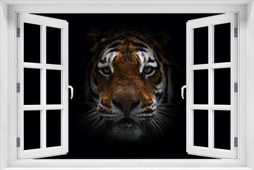 Fototapeta Naklejka Na Ścianę Okno 3D - siberian tiger