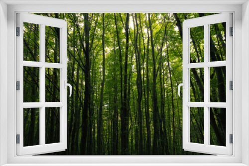 Fototapeta Naklejka Na Ścianę Okno 3D - Lush forest background photo. Tall trees in moody view