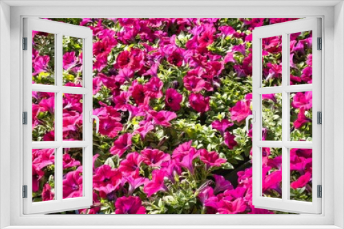Fototapeta Naklejka Na Ścianę Okno 3D - Red petunia flowers all over the frame spring and love theme photo.