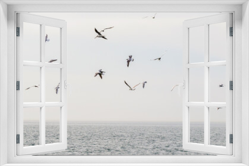 Fototapeta Naklejka Na Ścianę Okno 3D - Seagulls fly against the background of the sea and the sky.