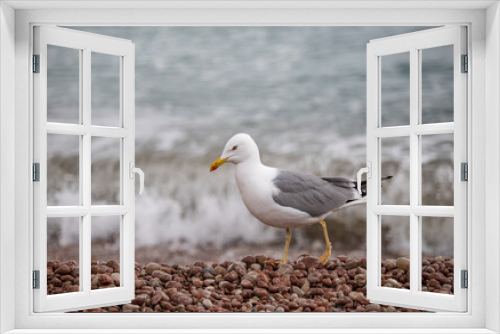 Fototapeta Naklejka Na Ścianę Okno 3D - Seagull sits on the beach by the sea.