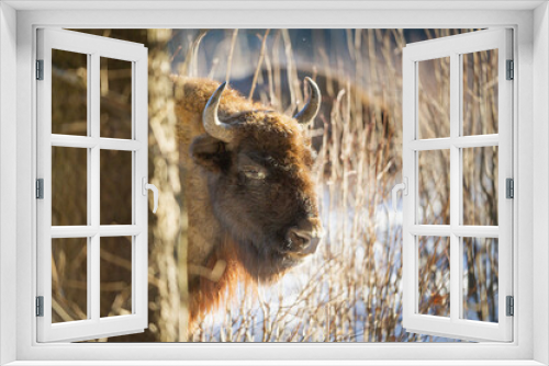 Fototapeta Naklejka Na Ścianę Okno 3D - europoean bison in the forest
