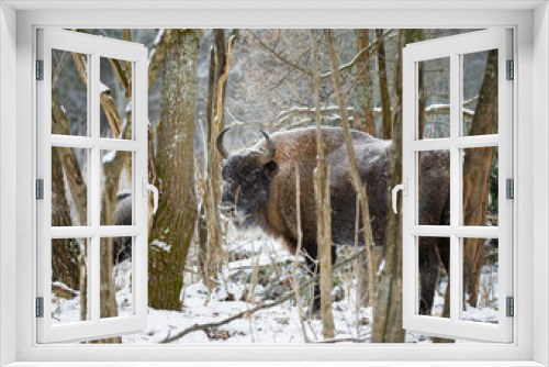 Fototapeta Naklejka Na Ścianę Okno 3D - european bison in snow