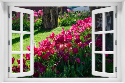 Fototapeta Naklejka Na Ścianę Okno 3D - purple tulips are very beautiful in the flower bed will be a good background