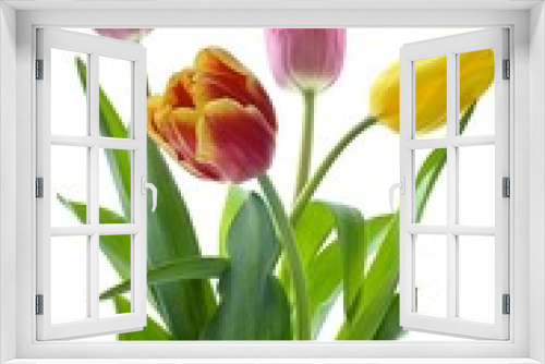 Fototapeta Naklejka Na Ścianę Okno 3D - Tulip flowers