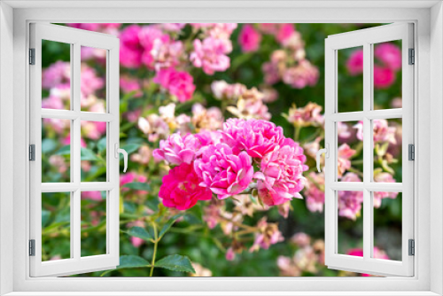 Fototapeta Naklejka Na Ścianę Okno 3D - White and pink roses in full bloom in a garden. Rose bushes blossom on sunny day. Flowering plants. Blossoming flowers in the spring. Close up