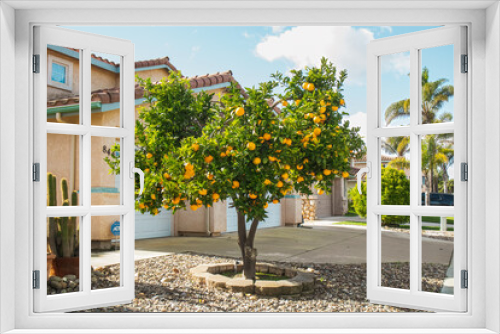 Fototapeta Naklejka Na Ścianę Okno 3D - Beautiful houses with nicely landscaped front the yard, California. Orange tree, cacti, palm tree planted in front of houses.
