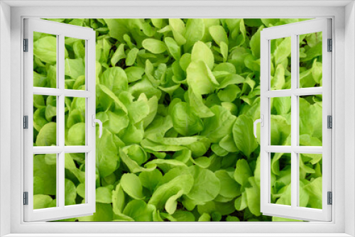Fototapeta Naklejka Na Ścianę Okno 3D - Delicious green leafy vegetables. good health.