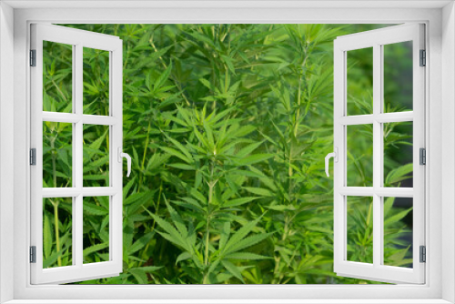 Fototapeta Naklejka Na Ścianę Okno 3D - marijuana leaves cannabis plants a background