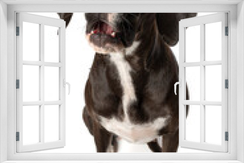 Fototapeta Naklejka Na Ścianę Okno 3D - Dark brown cross breed dog catches a treat isolated on white background