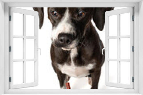 Fototapeta Naklejka Na Ścianę Okno 3D - Dark brown cross breed dog catches a treat isolated on white background