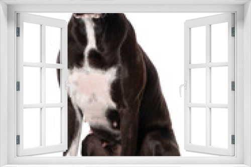 Fototapeta Naklejka Na Ścianę Okno 3D - Cross breed dog sitting on white background