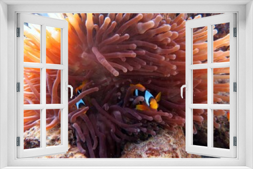 Fototapeta Naklejka Na Ścianę Okno 3D - Red Sea colorful Clown fish