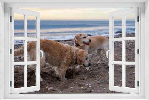 Fototapeta Naklejka Na Ścianę Okno 3D - rescue dogs, playing on the shore of the beach, golden retriever, labrador retriever, senior dogs, retired.