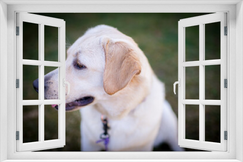 Fototapeta Naklejka Na Ścianę Okno 3D - Yellow English Labrador Retriever puppy