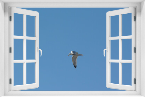 Fototapeta Naklejka Na Ścianę Okno 3D - A Herring Gull Flying In A Blue February Sky