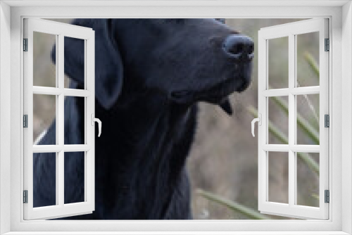 Fototapeta Naklejka Na Ścianę Okno 3D - Labrador Retriever purebred dog head in black color