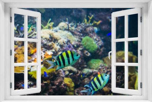 Fototapeta Naklejka Na Ścianę Okno 3D - Tropical fish under the water