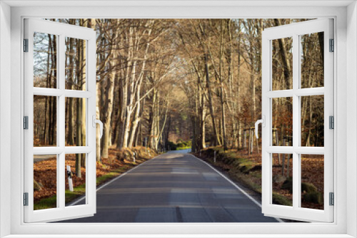 Fototapeta Naklejka Na Ścianę Okno 3D - Empty road in a autumn forest in Germany. Dark wet street in a rural area with trees on the sides. Sunlight is coming through and illuminating the colorful leaves. Beautiful nature in Europe.