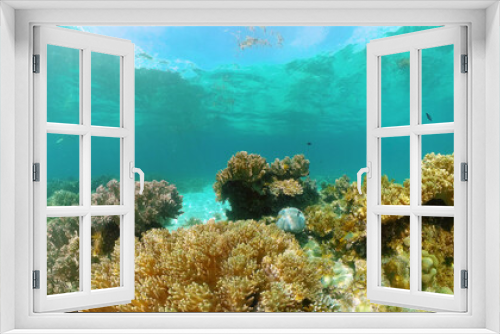 Fototapeta Naklejka Na Ścianę Okno 3D - Tropical fishes and coral reef at diving. Underwater world with corals and tropical fishes. Philippines.